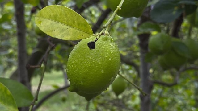 Close-up of a single unripe green lemon hanging from a slender branch beneath a yellowing leaf. Soft orchard foliage fills the background of this natural ripening scene.