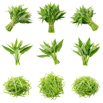 Set of fresh green water spinach bundles and chopped stems on transparent background, showcasing various preparations of ipomoea aquatica for Asian culinary and healthy food concept designs.