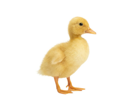 A cute fluffy yellow duckling standing isolated on transparent background