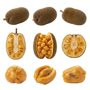 Comprehensive collection of ripe Cempedak fruit, Artocarpus integer, showing whole fruit, cross-sections, and sweet yellow fleshy pods isolated on a transparent background for graphic design.