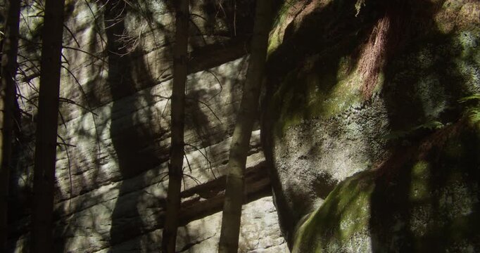 Natural sunlight and tree shadows dance across ancient sandstone cliffs and pine trunks in the Czech Republic. A serene scene for travel, wellness, and environmental storytelling.