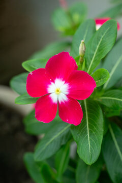 Single magenta periwinkle flower blooming among lush green foliage.