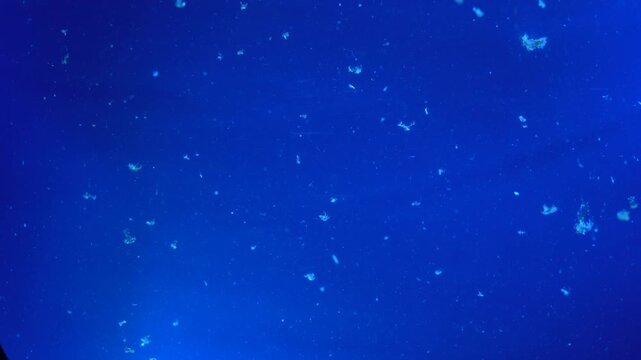 Swarm of ephyra snowflake jellyfish resembling tiny stars