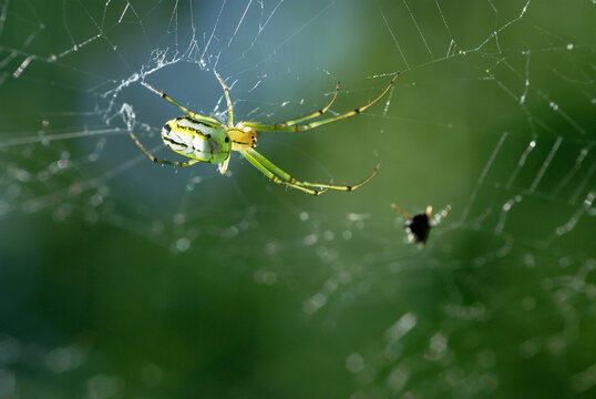 yellow orb weaver spider on web approaching prey
