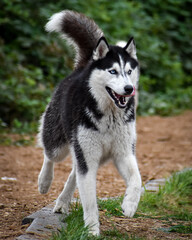 siberian husky dog © Meijicraft