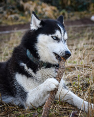 siberian husky dog © Meijicraft
