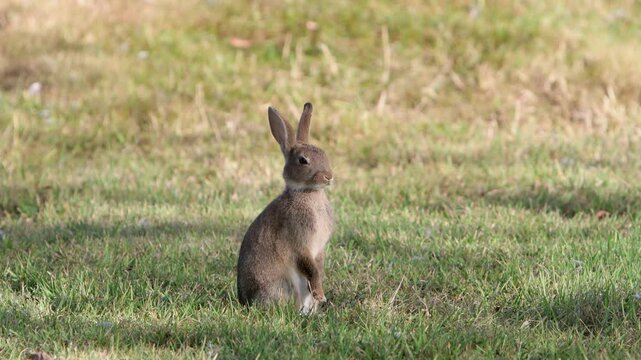 A European Rabbit Oryctolagus cuniculus, sitting on grass in late Summer. Wales. UK