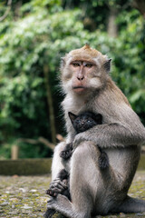 Long-tailed macaque monkey holding a small black kitten in Bali Indonesia © Anton Duris Photo