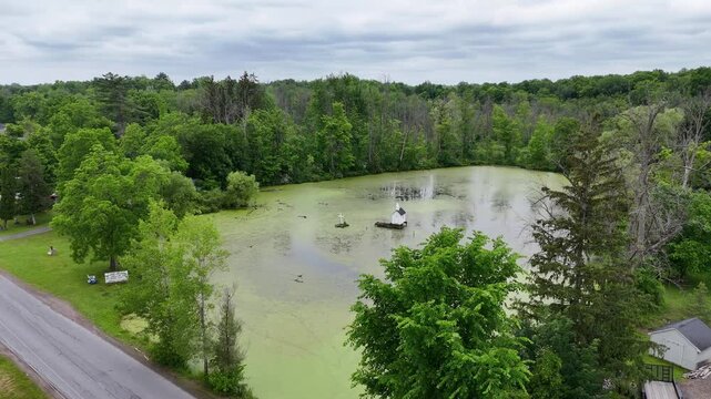 The Center of a Swamp D