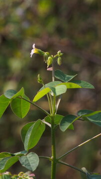 Close-up of Oxalis Barrelieri Wild Flower with Green Seed Pods
