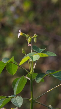 Close-up of Oxalis Barrelieri Wild Flower with Green Seed Pods