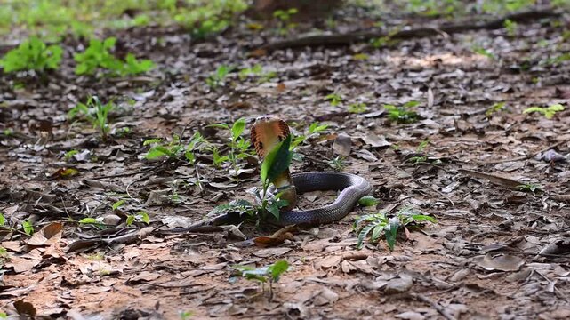 Monocled Cobra, Naja kaouthia,Naja kaouthia Lesson,Monocled cobra in rainforest photography of venomous snake hooded in stance for wildlife safety advertising, educational website banner, and exotic r