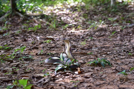 Monocled Cobra, Naja kaouthia,Naja kaouthia Lesson,Monocled cobra in rainforest photography of venomous snake hooded in stance for wildlife safety advertising, educational website banner, and exotic r