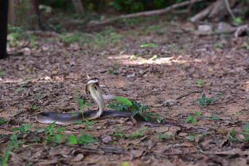 Fototapeta premium Monocled Cobra, Naja kaouthia,Naja kaouthia Lesson,Monocled cobra in rainforest photography of venomous snake hooded in stance for wildlife safety advertising, educational website banner, and exotic r