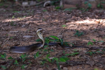 Fototapeta premium Monocled Cobra, Naja kaouthia,Naja kaouthia Lesson,Monocled cobra in rainforest photography of venomous snake hooded in stance for wildlife safety advertising, educational website banner, and exotic r