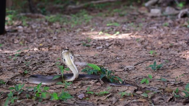 Monocled Cobra, Naja kaouthia,Naja kaouthia Lesson,Monocled cobra in rainforest photography of venomous snake hooded in stance for wildlife safety advertising, educational website banner, and exotic r