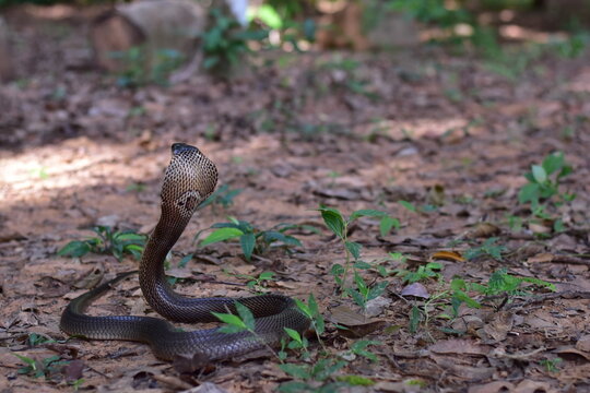 Monocled Cobra, Naja kaouthia,Naja kaouthia Lesson,Monocled cobra in rainforest photography of venomous snake hooded in stance for wildlife safety advertising, educational website banner, and exotic r