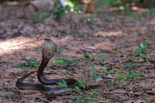 Monocled Cobra, Naja kaouthia,Naja kaouthia Lesson,Monocled cobra in rainforest photography of venomous snake hooded in stance for wildlife safety advertising, educational website banner, and exotic r
