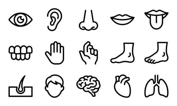 A comprehensive set of line icons representing a human body parts bundle for medical and educational design projects