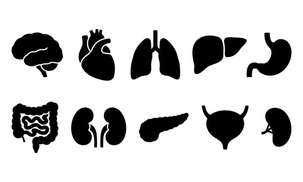 A comprehensive black silhouette icon set featuring a detailed human body parts bundle for medical and educational design projects