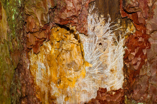 Tree mycelium fungus threads under pine bark damaged by woodpecker, showcasing forest decomposition and intricate natural textures in a detailed macro close-up view