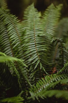 green fern leaves