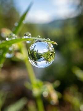 Macro shot of a dewdrop on grass reflecting a forest landscape.