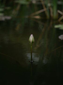 Single White Water Lily Bud Emerging from Dark Water.