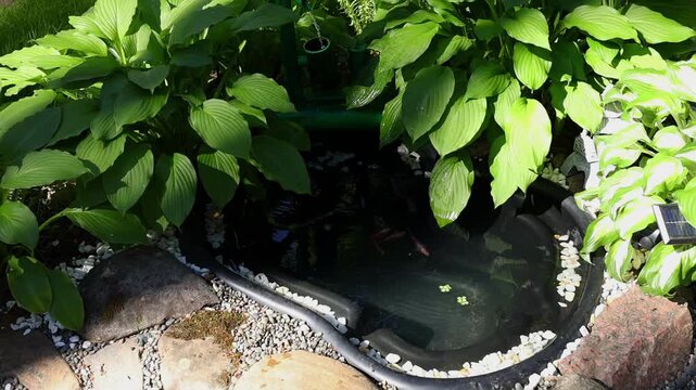 Decorative backyard pond surrounded by hosta leaves, greenery and gravel, with orange koi fish visible in calm dark water. Peaceful ornamental pond in lush garden.
