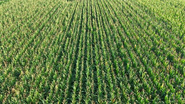 Aerial view of green corn crop field in orderly rows, rural farmland	