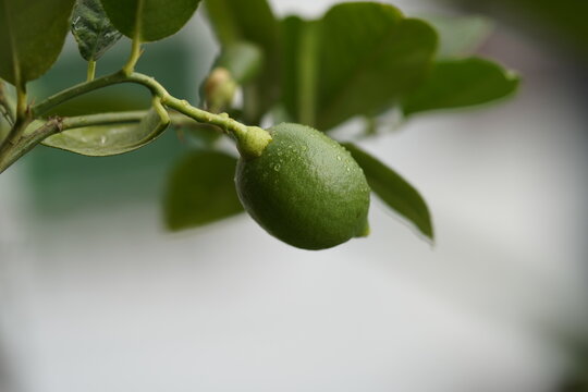 green lemon on tree Unripe green lemons hang from citrus branches, featuring smooth, shiny rinds and tart flavor as they mature into bright yellow fruits in sunny orchards.