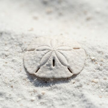 Sand Dollar Skeleton on Sandy Beach Macro Shot.