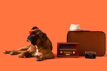 Adorable brown American Bulldog in sunglasses lying near suitcase, photo camera and retro radio on...