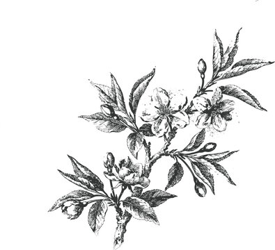Vintage botanical engraving of blossoming fruit tree branch with delicate leaves for floral design.