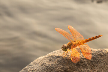 Close up macro shot of a bright orange dragonfly resting on a rough rock surface with soft background. © Subhan Akrom