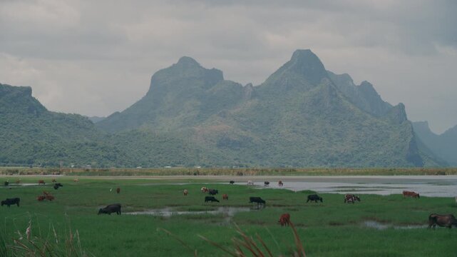 4K Scenic landscape view of cattle herd grazing on lush grass field in rural Thailand.