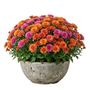 Potted chrysanthemum flowers with orange and pink petals isolated on transparent background