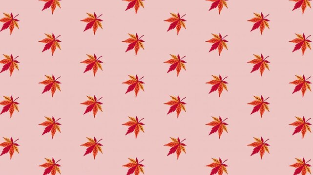 Looping Vibrant Red Autumn Leaf Pattern Rotating and Sliding Diagonally to Upper Right on Blush Background Prores 4K 60 fps