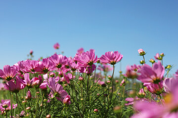 Obraz premium Pink cosmos flowers blooming&nbsp;in a sunny field on a clear day.