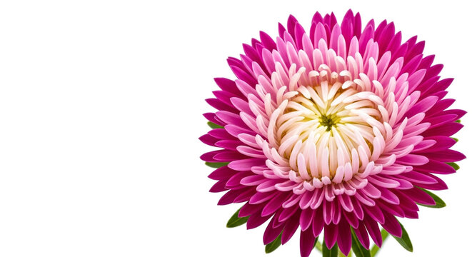 Pink aster flower isolated on white background for floral design projects