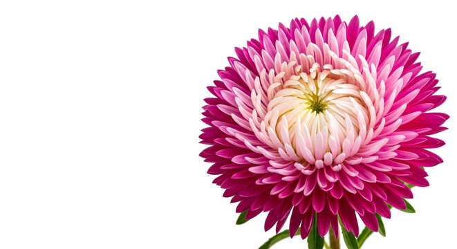 Pink aster flower isolated on white background for floral design