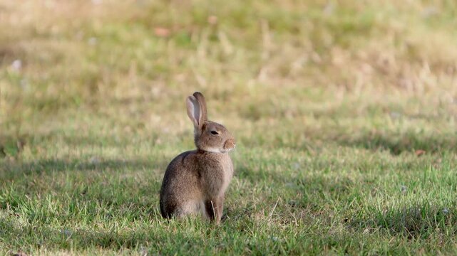 A European Rabbit Oryctolagus cuniculus enjoying a rest in the shade during hot dry weather. Wales. UK