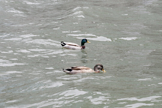 Two mallard ducks swimming in the rippling water