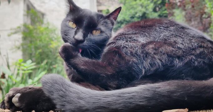 Close view of a black cat scratching itself before looking upward while resting in the historic garden of Museo de El Carmen in San Angel, Mexico City.