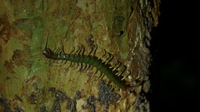 A centipede rests on the bark of a tree trunk at night, illuminated by torchlight against the darkness of the surrounding rainforest.