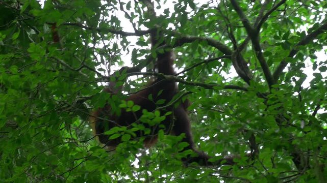 An orangutan standing upright in the tree flips backwards and hangs under the branch