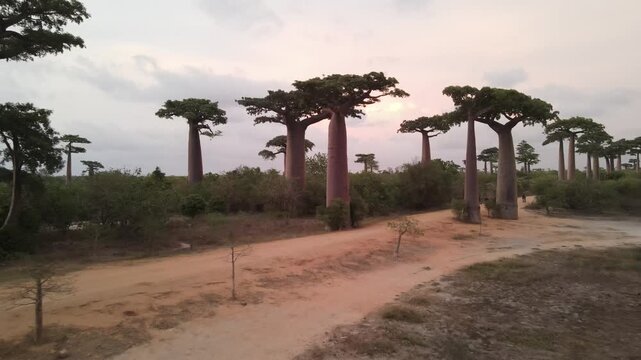 Drone shot of Baobab Avenue in Morondava, Madagascar