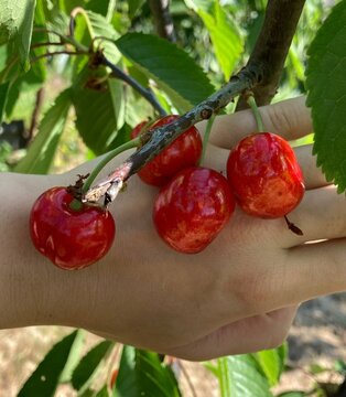 hand picking ripe cherry