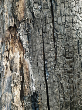Close-up of a burned, charred wood texture with dark black patterns, natural cracks, and rustic grain. Perfect for background, design, and organic concepts.