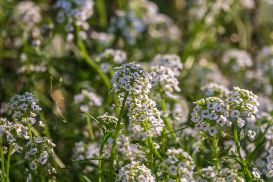Dainty purple and white flowers of Lobularia maritima Alyssum maritimum, sweet alyssum or sweet alison